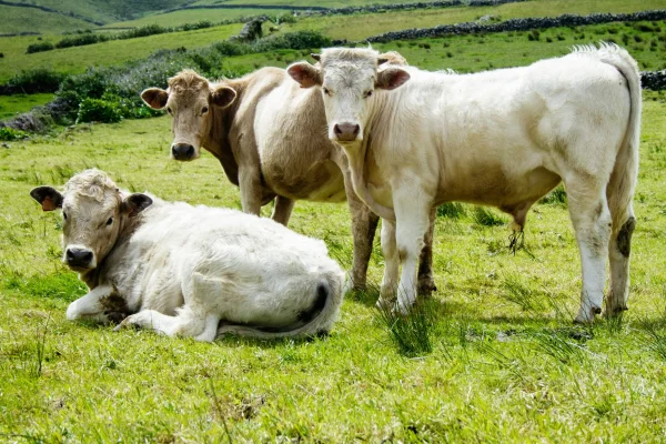 Azores Beef Fest