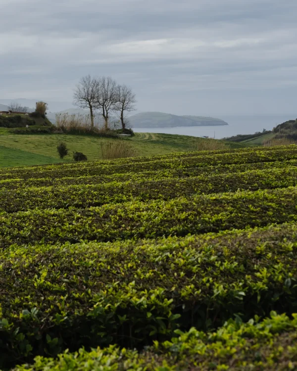 Plantação de Chá Gorreana