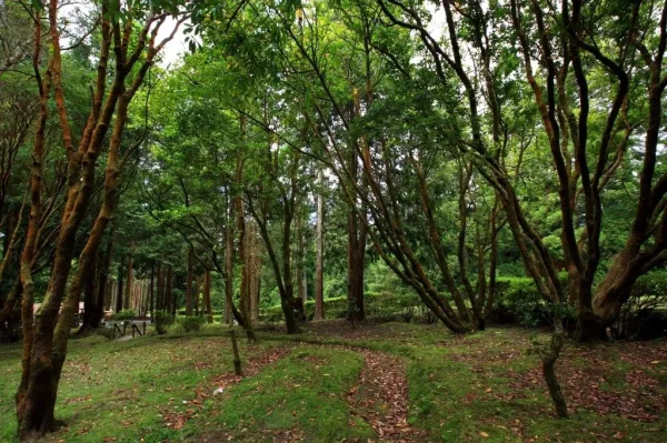 Reserva Florestal de Recreio do Cerrado dos Bezerros