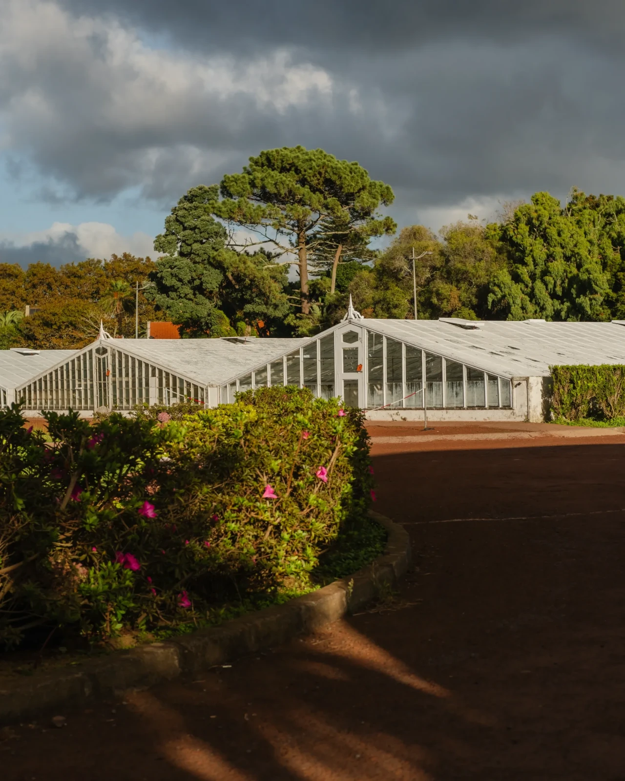 Plantação de Ananás dos Açores